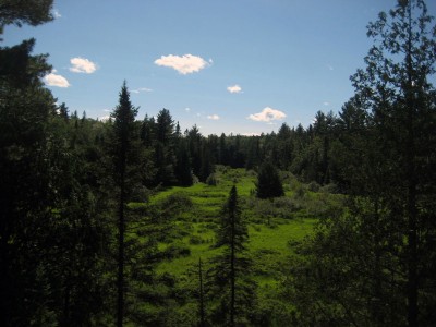 upper-swamp-size-standard upper-swamp-size-standard